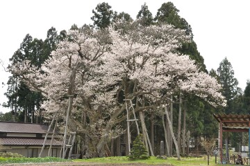 草岡の大明神ザクラ