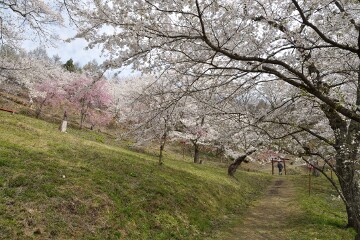 満開の桜