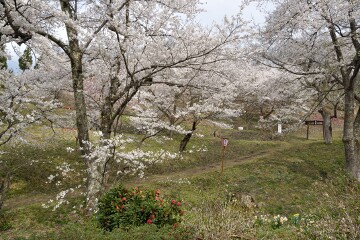 満開の桜