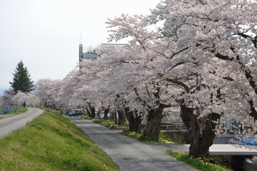 最上川堤防千本桜