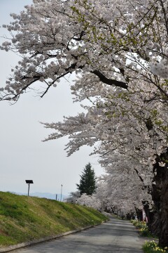 最上川堤防千本桜