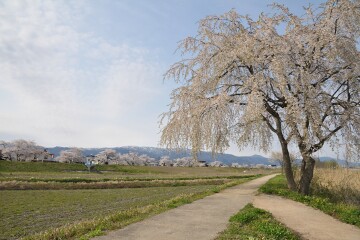 フットパスコース