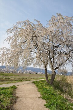 フットパスコース