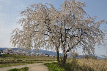 朝日連峰と桜