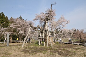 伊佐沢の久保ザクラ