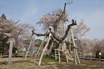 伊佐沢の久保ザクラ