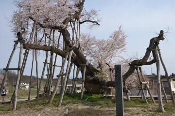 伊佐沢の久保ザクラ