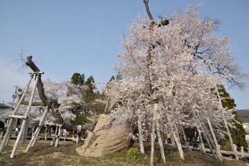 伊佐沢の久保ザクラ