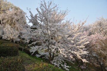 満開の桜