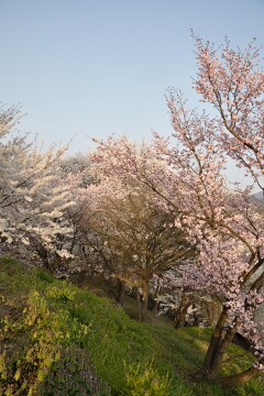 満開の桜