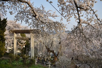 満開の桜