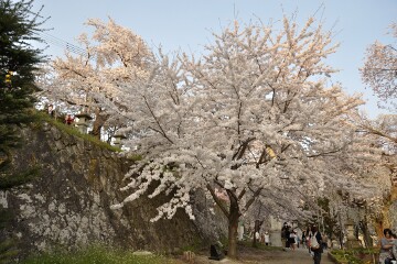 満開の桜