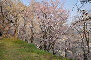 満開の桜