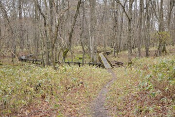 ミズバショウ群生地 ミズバショウ群生地