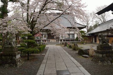 本堂 境内の桜
