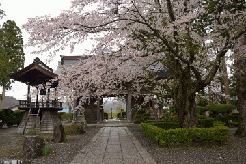 境内の桜 常堅寺