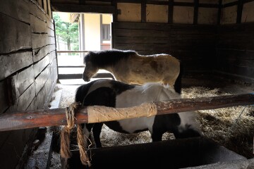 同じ屋根の下で暮らす馬 馬