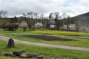 桜 村の風景