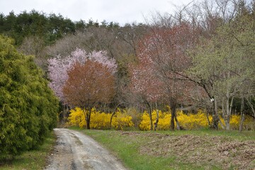 桜とレンギョウ 桜とレンギョウ