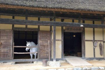 同じ屋根の下で暮らす馬、白雪 肝煎りの家