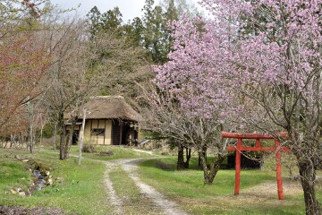 水車小屋と桜 水車小屋と桜
