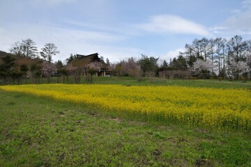 山里の菜の花 山里