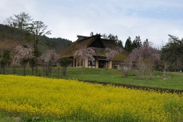 水乃口(みなくち) 菜の花