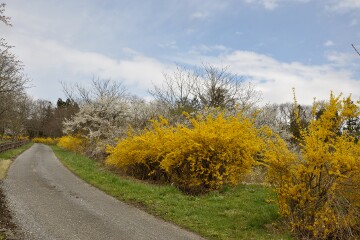 レンギョウ レンギョウ