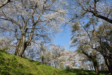 満開の桜 満開の桜