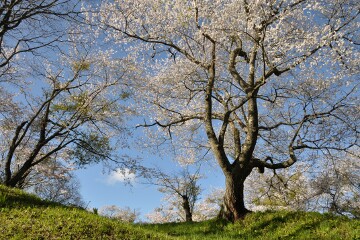 満開の桜 満開の桜