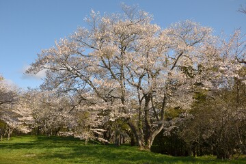 満開の桜 鍋倉城址