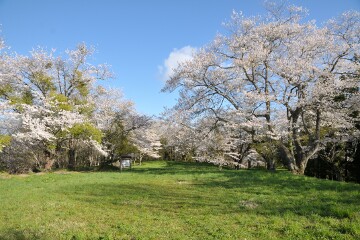 満開の桜 鍋倉城址