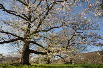 満開の桜 満開の桜