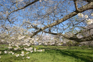 満開の桜 満開の桜