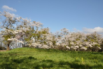 満開の桜 満開の桜