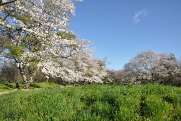 満開の桜 満開の桜