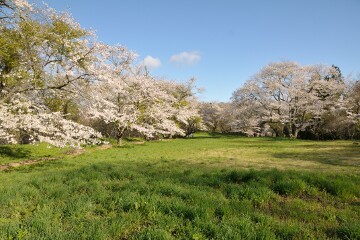 満開の桜 満開の桜