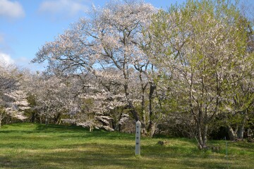 満開の桜 鍋倉城址