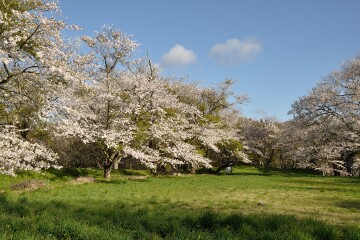 満開の桜 満開の桜