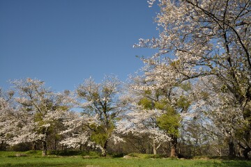 満開の桜 満開の桜