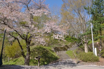 満開の桜 満開の桜