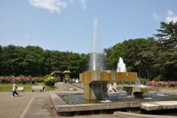 井頭公園 バラ園