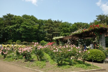 井頭公園 バラ園
