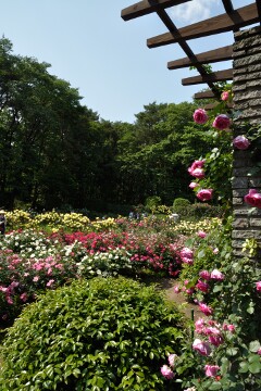井頭公園 バラ園