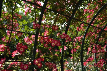 井頭公園 バラ園