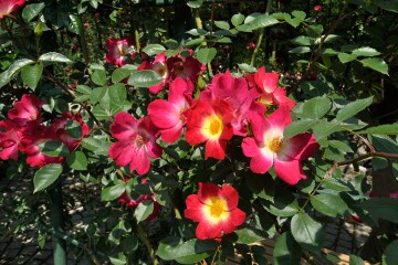 井頭公園 バラ園