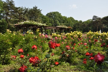 井頭公園 バラ園