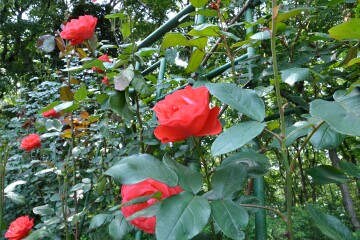井頭公園 バラ園