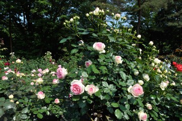井頭公園 バラ園