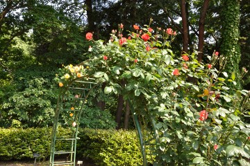 井頭公園 バラ園
